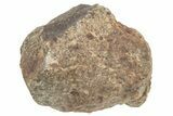 Chondrite Meteorite ( grams) - Western Sahara Desert #233191-1